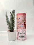 Preserved Podocarpus Plant(Lasts 5 years)