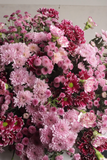 Cherry Blossom