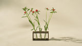 Gomphrena