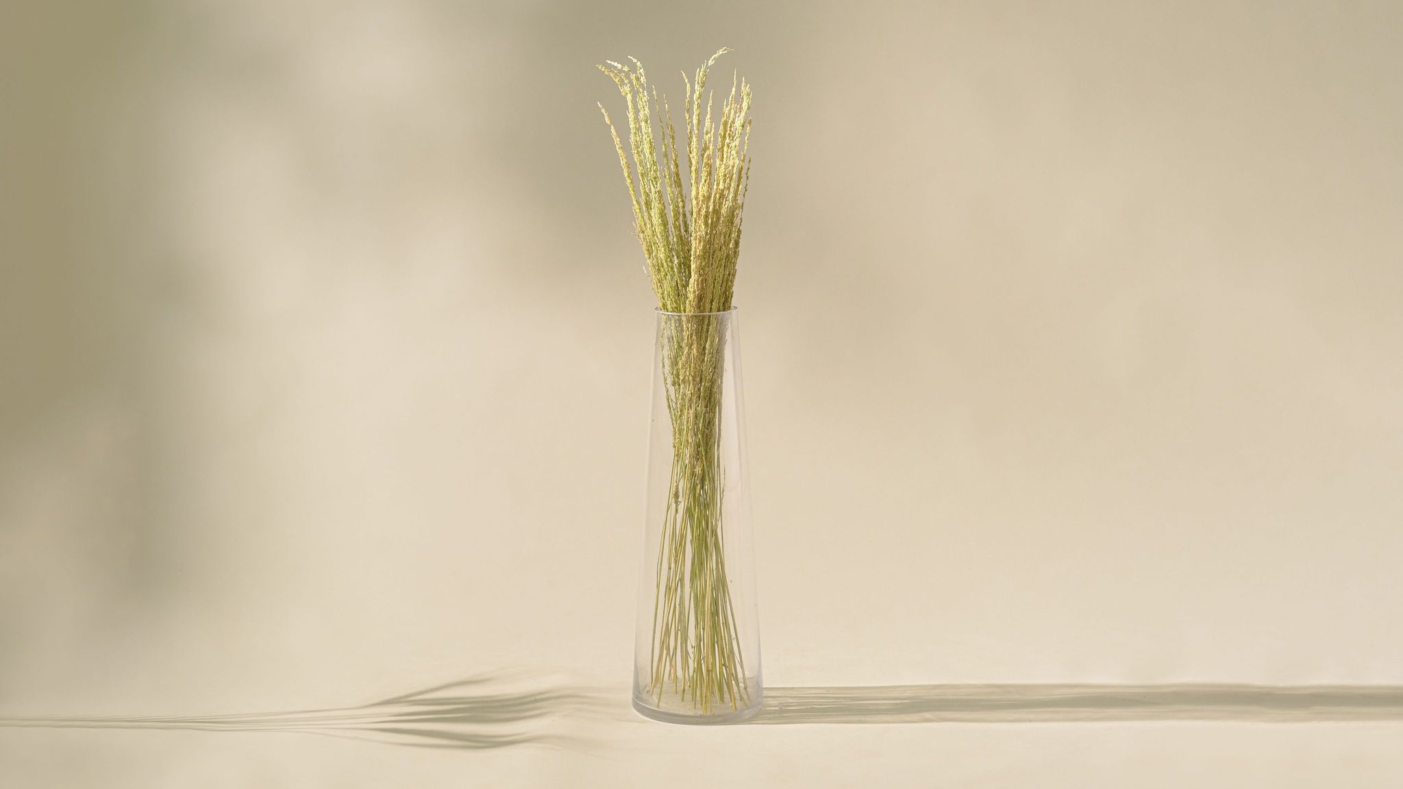 Naturally Dried Reed Grass (Bunch of 150 stems)