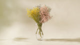 Naturally Dried Gypsophila/Baby's Breath (Stained)