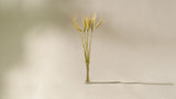 Naturally Dried Wheat Grass (Bunch of 10 stems)