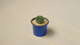 Globular Cactus