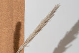 Naturally Dried Pampas Grass (Bunch of 10 stems)