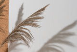 Naturally Dried Pampas Grass (Bunch of 10 stems)