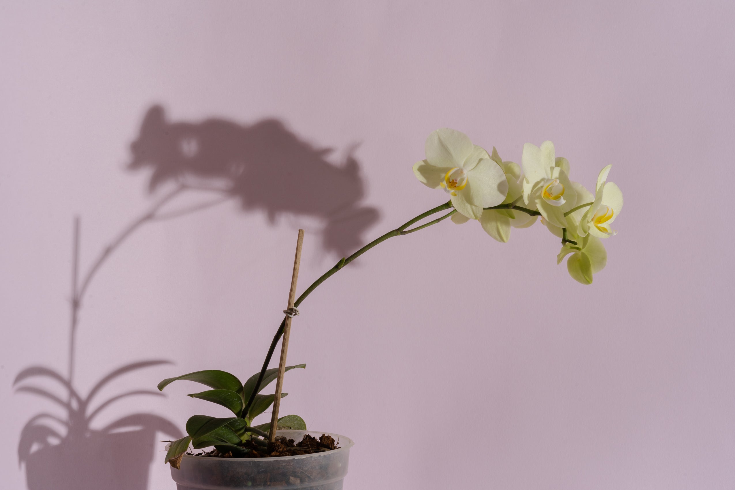 Orchid Combo(Set of 2 plants)