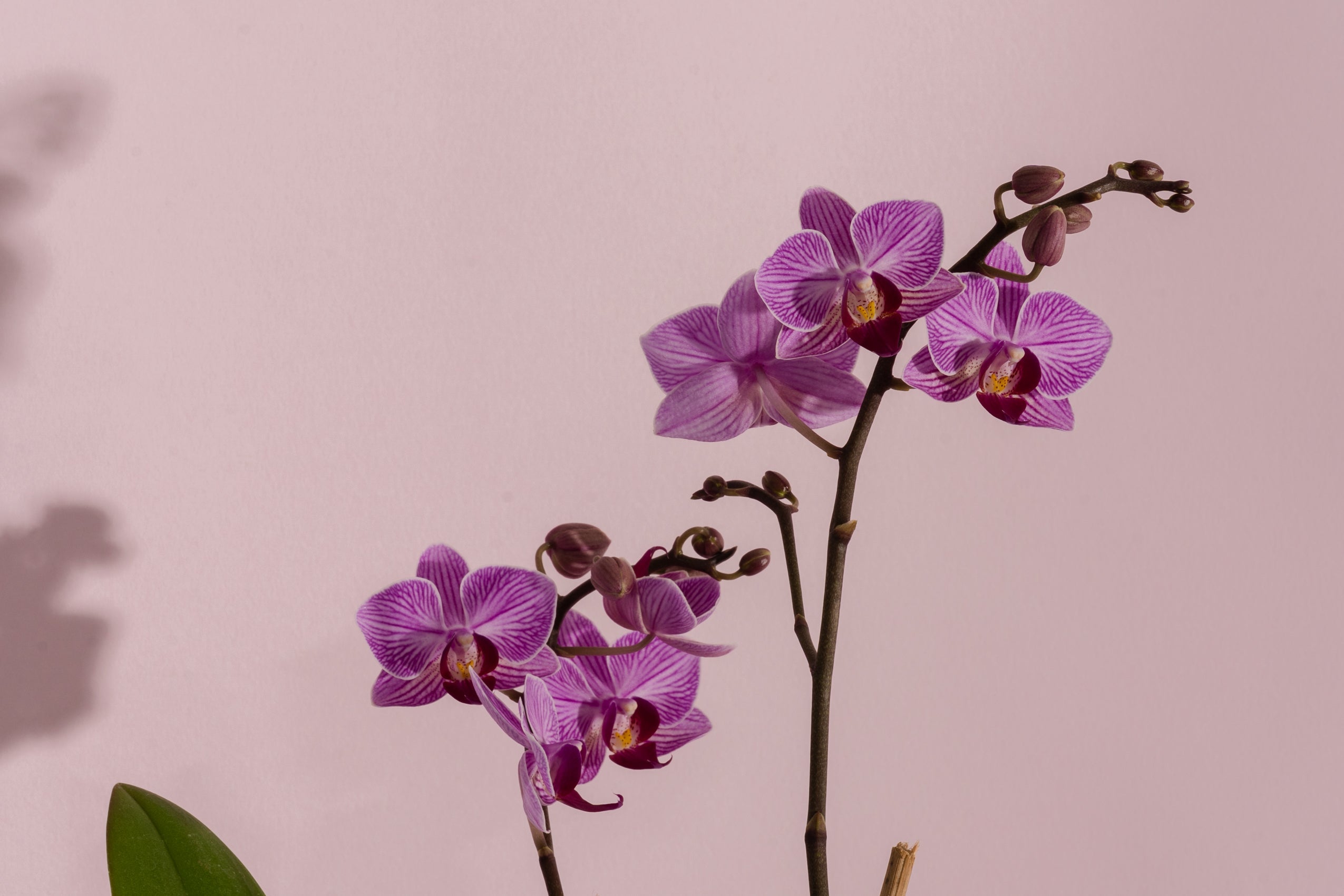 Phalaenopsis moth orchid