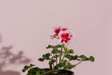 Flowering plant combo(Set of 5 plants)