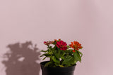 Flowering plant combo(Set of 5 plants)