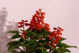 Bulb Flowering combo(Set of 3 plants)