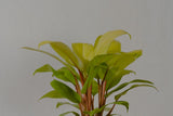 Philodendron ceylon mounted